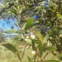 <i>Acacia melanoxylon</i>  R.Br.